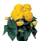 Potted Begonia Plant - Yellow
