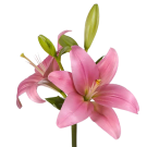 La Lilies - Pale Pink