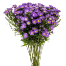 Asters 50cm - Purple