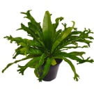 Potted Bird Nest Fern Chrissie Plant 200mm