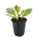 Potted Peperomia Lemon Lime