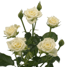 Spray Roses - White
