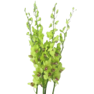 Singapore Orchids - Green