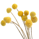 Billy Buttons - Yellow