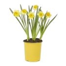 Potted Daffodil Plant
