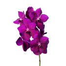 Vanda Orchid - Purple