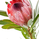 Pink Ice Proteas