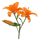 La Lilies - Orange
