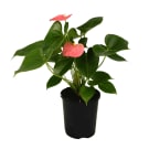 Potted Anthurium Plant 140mm - Pink