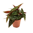 Potted Begonia Maculata Plant