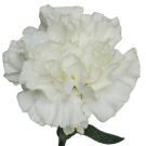 Carnation (Sim) - White