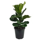 Potted Fiddle Leaf Fig - Green