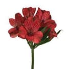 Alstroemeria - Red