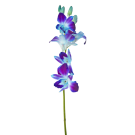 Blue Orchids - Blue