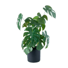 Potted Monsteria Plant