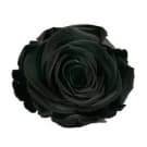 Preserved Rose Splendid - Black
