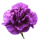 Carnation (Sim) - Purple