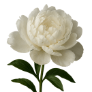 Peony - White