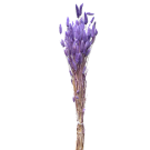 Preserved  Dried Bunny Tails - Lavender