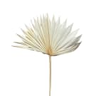 Preserved Dried Sun Cut Palm - Natural