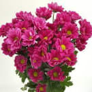 Chrysanthemums - Hot Pink