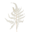 Preserved Dried Emu Feather Fern