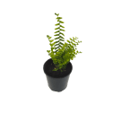Potted Leather Fern Plant