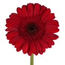 Mini Gerberas - Red