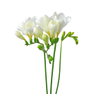 Freesias - White