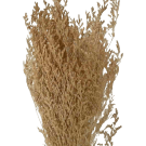 Preserved Dried Sea Lavender Or Misty - Champagne