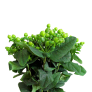 Hypericum - Green