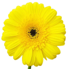 Gerberas - Yellow