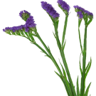 Statice - Purple