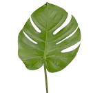 Monsteria Leaf