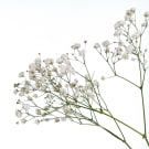 Half Stem Gypsophila