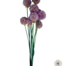 Preserved Dried Scabiosa Pods - Lavender