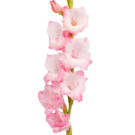 Gladioli - Pale Pink