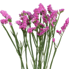 Statice - Pink