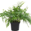 Microlepia Strigosa Fern Plant