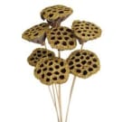 Preserved Dried Mini Lotus Pod - Gold