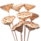 Preserved  Dried Large Lotus Pod - Rose Gold