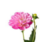 Dahlia - Pink