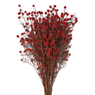 Preserved Dried Stirlingia - Red