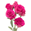Spray Roses - Hot Pink