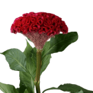 Celosia   Cockscomb - Red