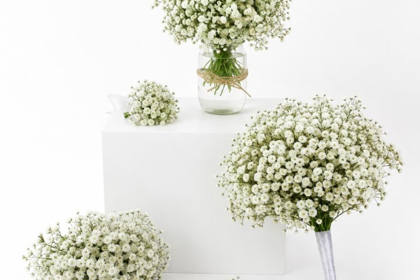 Gypsophila Wedding Package