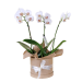 Orchid Duo Harmony - Standard