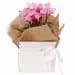 Gift Boxed Cyclamen - Standard