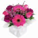 Painted Lady Pink Flower Box  - Standard