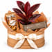 🍷🌿 Burgundy Rubber Plant & Sweet Treats Hamper 🍫🍪 - Standard